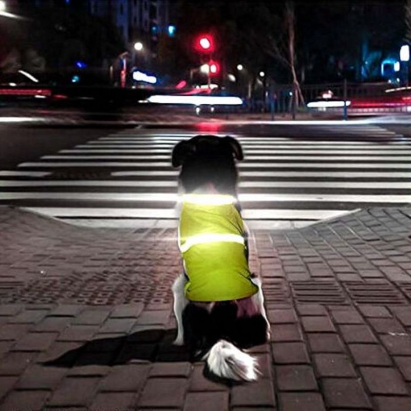 2 Farger Pet Dog Refleks Nattklær Valp Natt Sikkerhetsvest