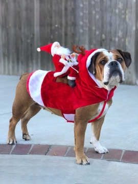 Kjæledyr Hund Julekostyme Julenissen Ride Dyreklær Hjortekostyme