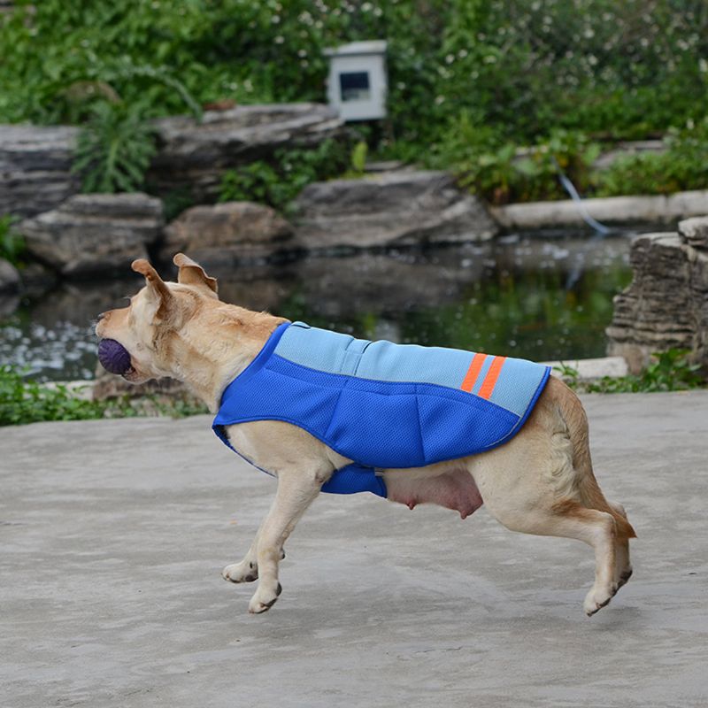 Kjæledyr Hund Kul Vest Pustende Komfortabel Solkrem Kjølende Klær Kjæledyrsjakke