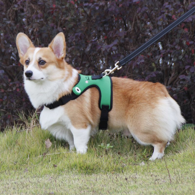 Søt Frog Dog Bryststropp Corgi Fight Traction Vest For Kjæledyr