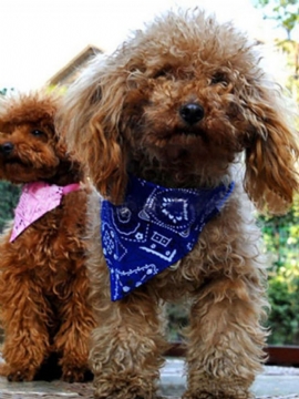 Søt Liten Kjæledyr Hund Katt Bandana Skjerf Halsbånd Ny Lovely Justerbar