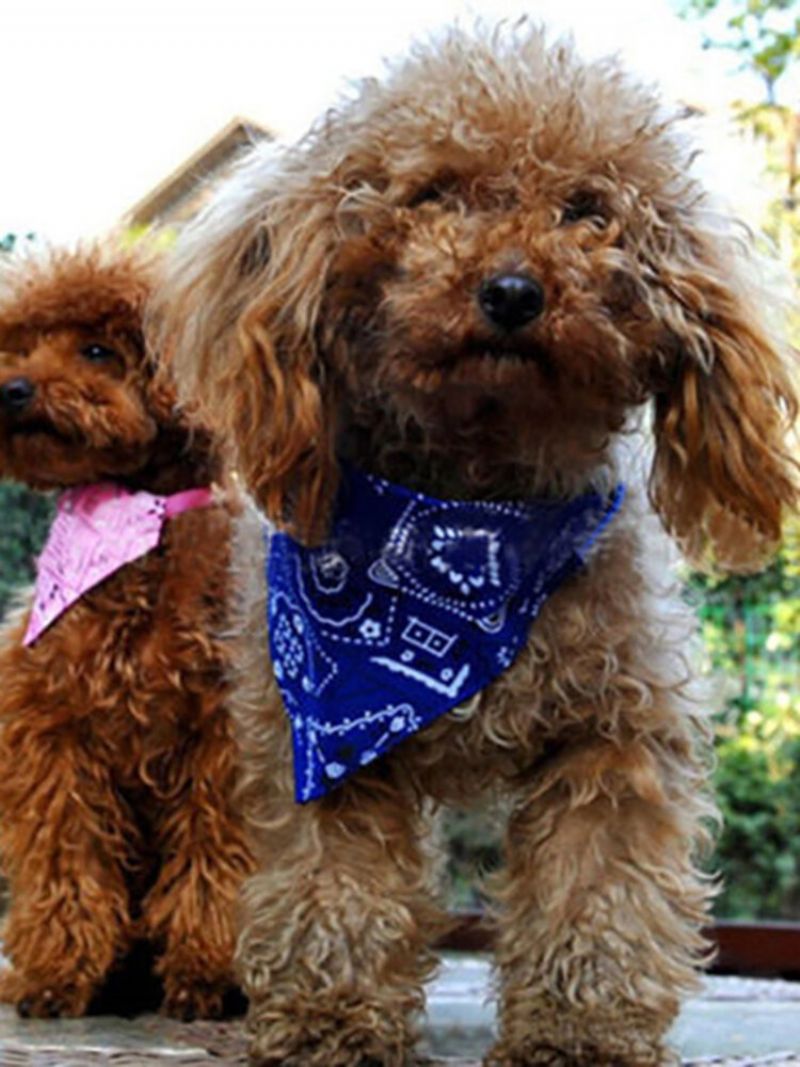 Søt Liten Kjæledyr Hund Katt Bandana Skjerf Halsbånd Ny Lovely Justerbar