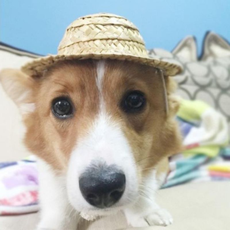 Kjæledyr Hund Katt Mote Hawaii Stil Fotografi Rekvisitter Hat Doggy Solhatter Valp Hunde Tilbehør