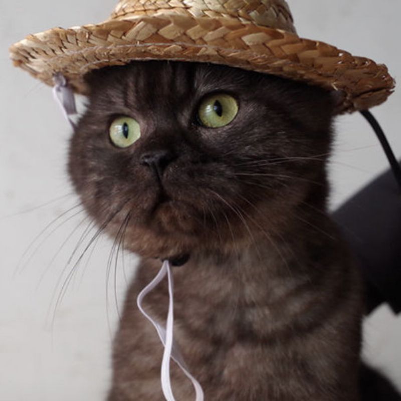 Kjæledyr Hund Katt Mote Hawaii Stil Fotografi Rekvisitter Hat Doggy Solhatter Valp Hunde Tilbehør