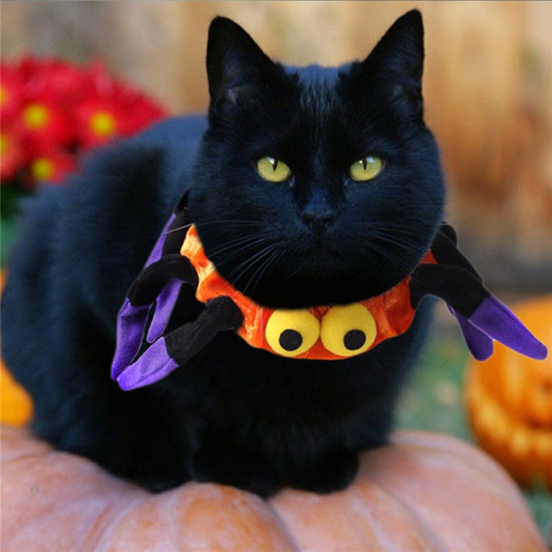 Pet Edderkopphalsbånd Hund Katt Valp Kitty Cap Halloween Rekvisita Dyrekostyme